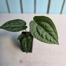 Load image into Gallery viewer, #FR39 Anthurium Forgetii x Luxurians - @aus.plantmum Hybrid