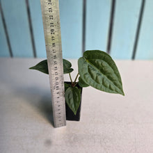 Load image into Gallery viewer, #FR39 Anthurium Forgetii x Luxurians - @aus.plantmum Hybrid