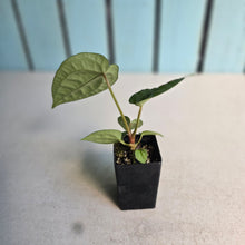 Load image into Gallery viewer, #FR39 Anthurium Forgetii x Luxurians - @aus.plantmum Hybrid