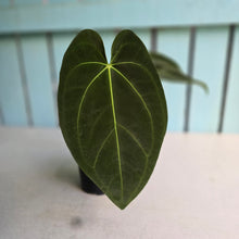 Load image into Gallery viewer, #FR41 Anthurium 'Yia Yia' NOID - by The Unicorn Jungle