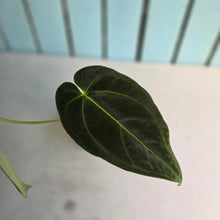 Load image into Gallery viewer, #FR41 Anthurium 'Yia Yia' NOID - by The Unicorn Jungle
