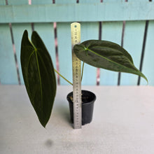 Load image into Gallery viewer, #FR41 Anthurium 'Yia Yia' NOID - by The Unicorn Jungle