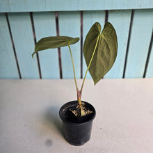 Load image into Gallery viewer, #FR41 Anthurium 'Yia Yia' NOID - by The Unicorn Jungle