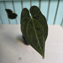Load image into Gallery viewer, #FR46 Anthurium 'Yia Yia' NOID - by The Unicorn Jungle