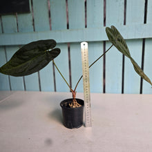 Load image into Gallery viewer, #FR46 Anthurium 'Yia Yia' NOID - by The Unicorn Jungle