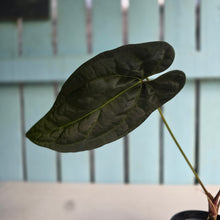 Load image into Gallery viewer, #FR46 Anthurium 'Yia Yia' NOID - by The Unicorn Jungle