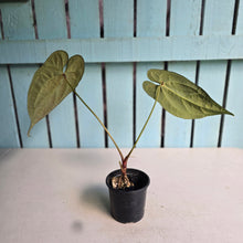 Load image into Gallery viewer, #FR46 Anthurium 'Yia Yia' NOID - by The Unicorn Jungle