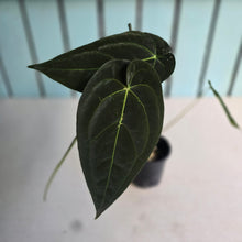 Load image into Gallery viewer, #FR47 Anthurium 'Yia Yia' NOID - by The Unicorn Jungle