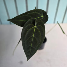Load image into Gallery viewer, #FR47 Anthurium 'Yia Yia' NOID - by The Unicorn Jungle