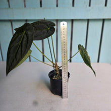Load image into Gallery viewer, #FR47 Anthurium 'Yia Yia' NOID - by The Unicorn Jungle