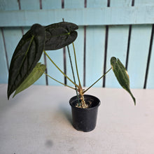 Load image into Gallery viewer, #FR47 Anthurium 'Yia Yia' NOID - by The Unicorn Jungle