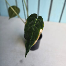 Load image into Gallery viewer, #FR47 Anthurium 'Yia Yia' NOID - by The Unicorn Jungle