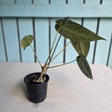 Load image into Gallery viewer, #FR47 Anthurium 'Yia Yia' NOID - by The Unicorn Jungle
