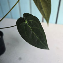 Load image into Gallery viewer, #FR47 Anthurium 'Yia Yia' NOID - by The Unicorn Jungle