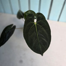 Load image into Gallery viewer, #FR40 Anthurium Besseae aff x Papillilaminum - @hoffmanihai Hybrid