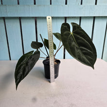 Load image into Gallery viewer, #FR40 Anthurium Besseae aff x Papillilaminum - @hoffmanihai Hybrid