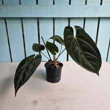 Load image into Gallery viewer, #FR40 Anthurium Besseae aff x Papillilaminum - @hoffmanihai Hybrid