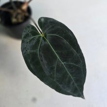 Load image into Gallery viewer, #FR40 Anthurium Besseae aff x Papillilaminum - @hoffmanihai Hybrid