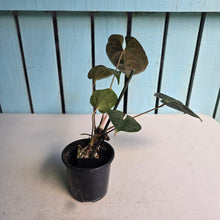 Load image into Gallery viewer, #FR40 Anthurium Besseae aff x Papillilaminum - @hoffmanihai Hybrid