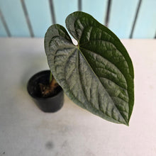 Load image into Gallery viewer, #FR43 Anthurium Dressleri x Luxurians - @hoffmanihai Hybrid