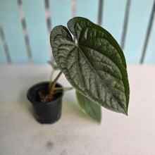 Load image into Gallery viewer, #FR43 Anthurium Dressleri x Luxurians - @hoffmanihai Hybrid