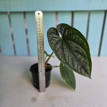 Load image into Gallery viewer, #FR43 Anthurium Dressleri x Luxurians - @hoffmanihai Hybrid