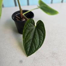 Load image into Gallery viewer, #FR43 Anthurium Dressleri x Luxurians - @hoffmanihai Hybrid
