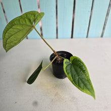 Load image into Gallery viewer, #FR43 Anthurium Dressleri x Luxurians - @hoffmanihai Hybrid
