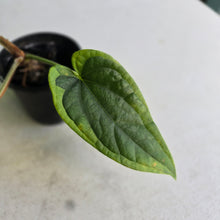 Load image into Gallery viewer, #FR43 Anthurium Dressleri x Luxurians - @hoffmanihai Hybrid