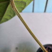 Load image into Gallery viewer, #FR43 Anthurium Dressleri x Luxurians - @hoffmanihai Hybrid