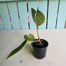 Load image into Gallery viewer, #FR43 Anthurium Dressleri x Luxurians - @hoffmanihai Hybrid