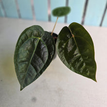 Load image into Gallery viewer, #FR50 Anthurium 'Donatello' - (Lux x Red Crystallinum) - @aus.plantmum hybrid