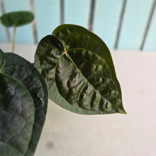 Load image into Gallery viewer, #FR50 Anthurium 'Donatello' - (Lux x Red Crystallinum) - @aus.plantmum hybrid