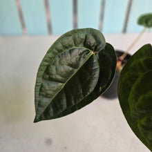 Load image into Gallery viewer, #FR50 Anthurium 'Donatello' - (Lux x Red Crystallinum) - @aus.plantmum hybrid