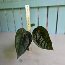 Load image into Gallery viewer, #FR50 Anthurium 'Donatello' - (Lux x Red Crystallinum) - @aus.plantmum hybrid