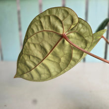 Load image into Gallery viewer, #FR50 Anthurium 'Donatello' - (Lux x Red Crystallinum) - @aus.plantmum hybrid
