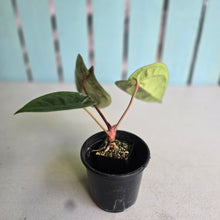 Load image into Gallery viewer, #FR50 Anthurium 'Donatello' - (Lux x Red Crystallinum) - @aus.plantmum hybrid
