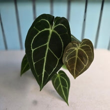 Load image into Gallery viewer, #FR45 Anthurium Dark Forgetii x Silver Blush