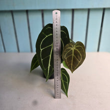 Load image into Gallery viewer, #FR45 Anthurium Dark Forgetii x Silver Blush