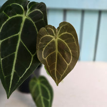 Load image into Gallery viewer, #FR45 Anthurium Dark Forgetii x Silver Blush