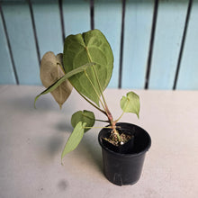 Load image into Gallery viewer, #FR45 Anthurium Dark Forgetii x Silver Blush