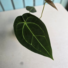 Load image into Gallery viewer, #FR38 Anthurium Dark Forgetii x Silver Blush