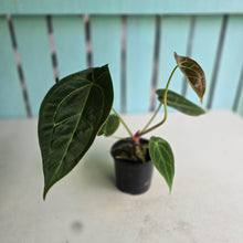 Load image into Gallery viewer, #FR38 Anthurium Dark Forgetii x Silver Blush