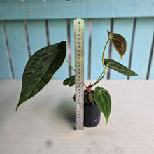 Load image into Gallery viewer, #FR38 Anthurium Dark Forgetii x Silver Blush