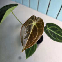 Load image into Gallery viewer, #FR38 Anthurium Dark Forgetii x Silver Blush