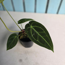 Load image into Gallery viewer, #FR38 Anthurium Dark Forgetii x Silver Blush
