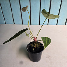 Load image into Gallery viewer, #FR38 Anthurium Dark Forgetii x Silver Blush