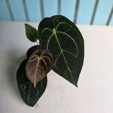 Load image into Gallery viewer, #FR49 Anthurium Dark Forgetii x Silver Blush