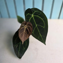 Load image into Gallery viewer, #FR49 Anthurium Dark Forgetii x Silver Blush