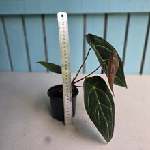 Load image into Gallery viewer, #FR49 Anthurium Dark Forgetii x Silver Blush